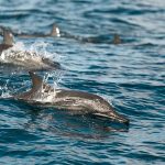 پژوهش جدید هشدار می‌دهد: دلفین‌ها و نهنگ‌ها در برابر مواد شیمیایی ماندگار جایی برای پنهان‌شدن ندارند